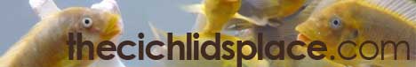 The Cichlids Place