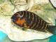 geoff_tropheus's Avatar