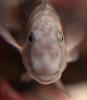 cichlid1409's Avatar