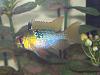 luvmycichlids's Avatar