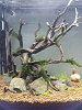thebaoster's Avatar
