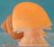 Fancyfish-5994