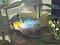 luvmycichlids-6954