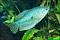 blugourami1's Avatar
