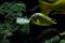New_Cichlid11-7373