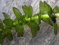 Click image for larger version

Name:	Elodea_canadensis.jpg
Views:	2
Size:	14.4 KB
ID:	952146