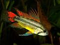 Click image for larger version

Name:	Apistogramma_Cacatuoides2.jpg
Views:	2
Size:	21.2 KB
ID:	952238
