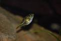 Click image for larger version

Name:	puffer_0239.jpg
Views:	1
Size:	10.6 KB
ID:	952138