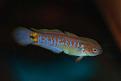 Click image for larger version

Name:	pkgudgeon_028.jpg
Views:	2
Size:	14.2 KB
ID:	952159