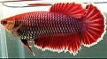 Click image for larger version

Name:	betta_female.jpg
Views:	2
Size:	31.0 KB
ID:	952226