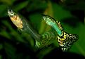 Click image for larger version

Name:	Guppy_coppia_gialla.jpg
Views:	2
Size:	56.0 KB
ID:	952234