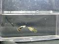 Click image for larger version

Name:	Guppies_for_AB_037.jpg
Views:	2
Size:	14.9 KB
ID:	952233