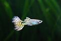 Click image for larger version

Name:	Guppy_04.jpg
Views:	2
Size:	92.8 KB
ID:	952232