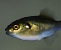 Click image for larger version

Name:	Puffer1-sm.jpg
Views:	2
Size:	57.4 KB
ID:	952139