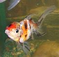 Click image for larger version

Name:	OrandoGoldfish1.jpg
Views:	2
Size:	23.1 KB
ID:	952213