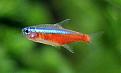 Click image for larger version

Name:	Cardinal_tetra.jpg
Views:	2
Size:	14.2 KB
ID:	952166