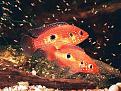 Click image for larger version

Name:	Hemichromis-cristatus.jpg
Views:	2
Size:	35.4 KB
ID:	952194