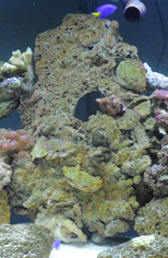 Click image for larger version

Name:	diyrock.jpg
Views:	1
Size:	86.4 KB
ID:	952130