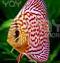 Discus